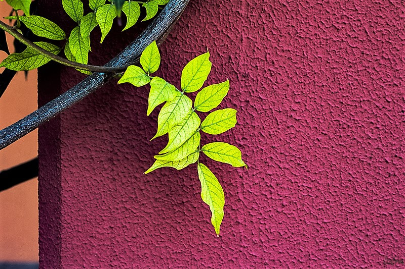 Canon EOS 70D + Canon EF 50mm F2.5 Macro sample photo. Verde photography