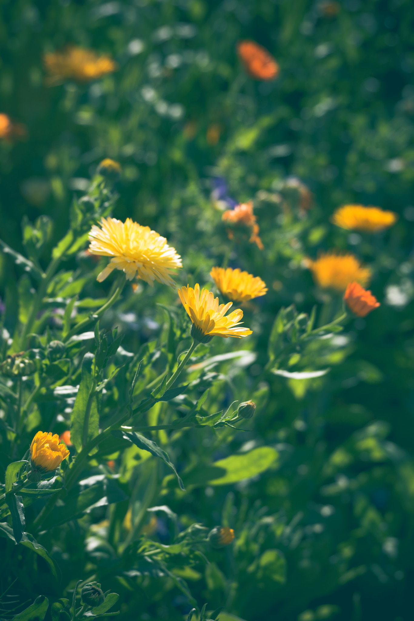 Sony 70-400mm F4-5.6 G SSM II sample photo. Calendula flowers in yellow and orange colors photography