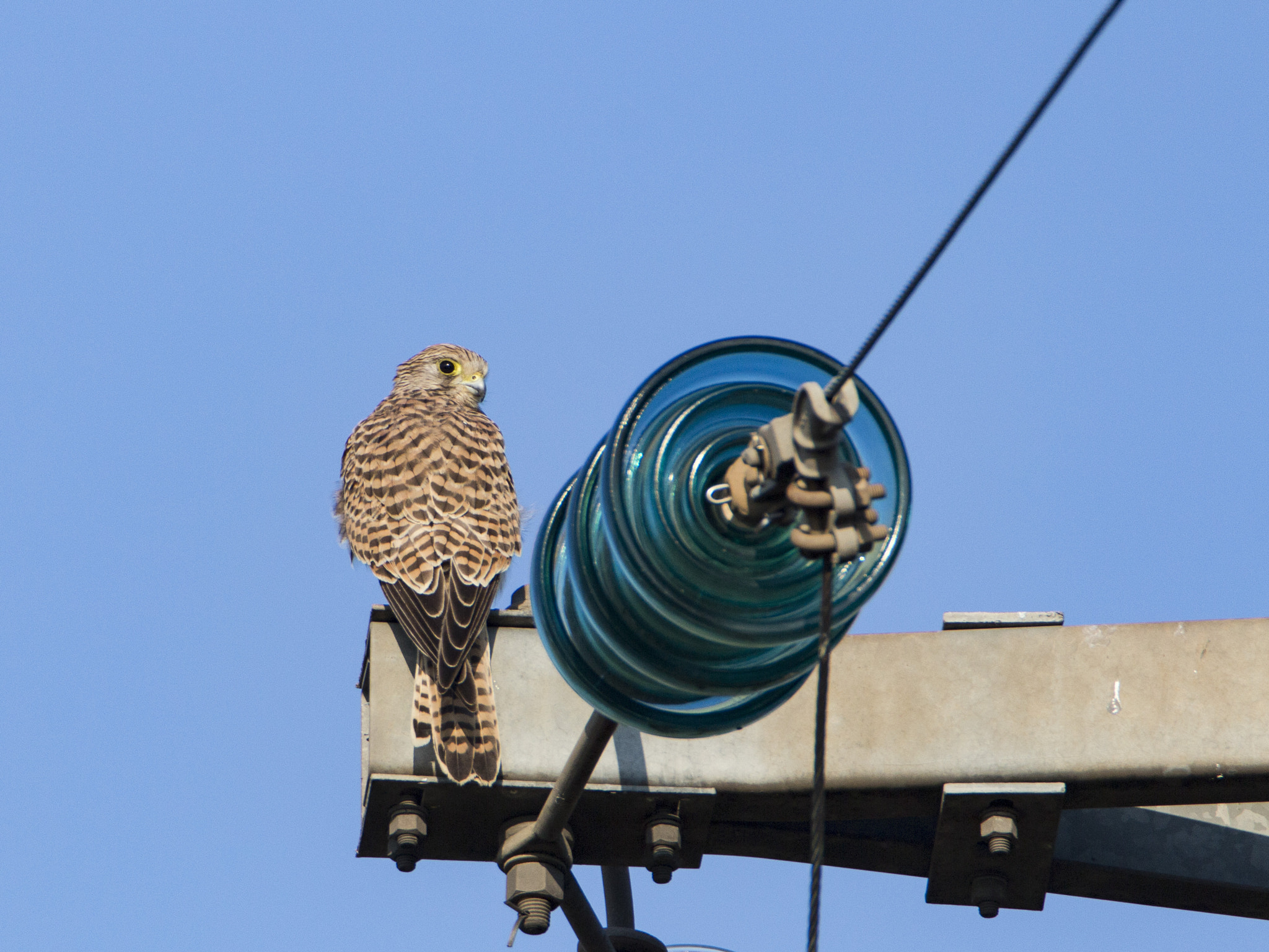 Canon EOS 700D (EOS Rebel T5i / EOS Kiss X7i) + Tamron SP 150-600mm F5-6.3 Di VC USD sample photo. Kestrel photography