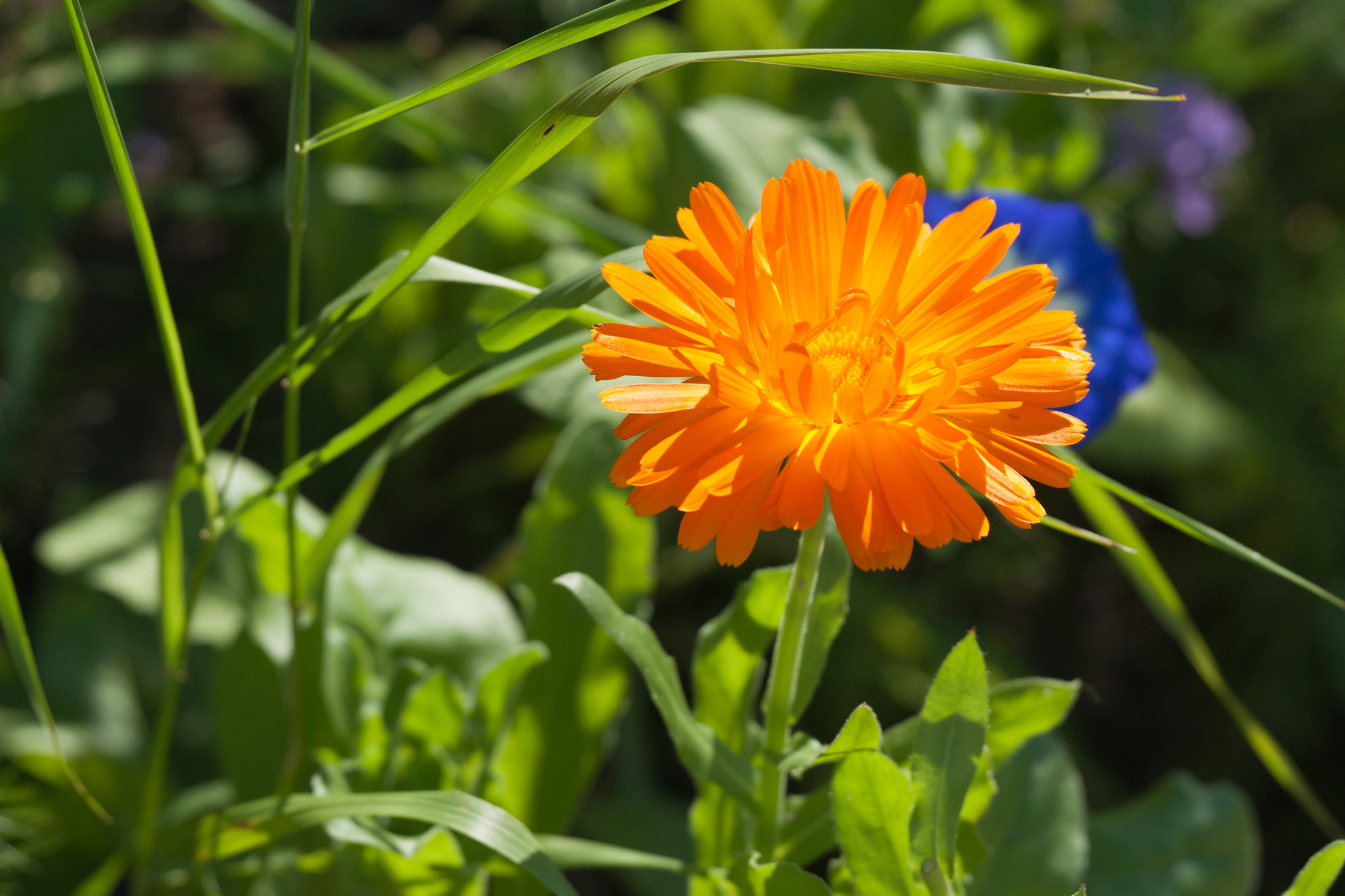 Sony Alpha DSLR-A900 + Sony 70-400mm F4-5.6 G SSM II sample photo. Calendula flower in a green garden photography