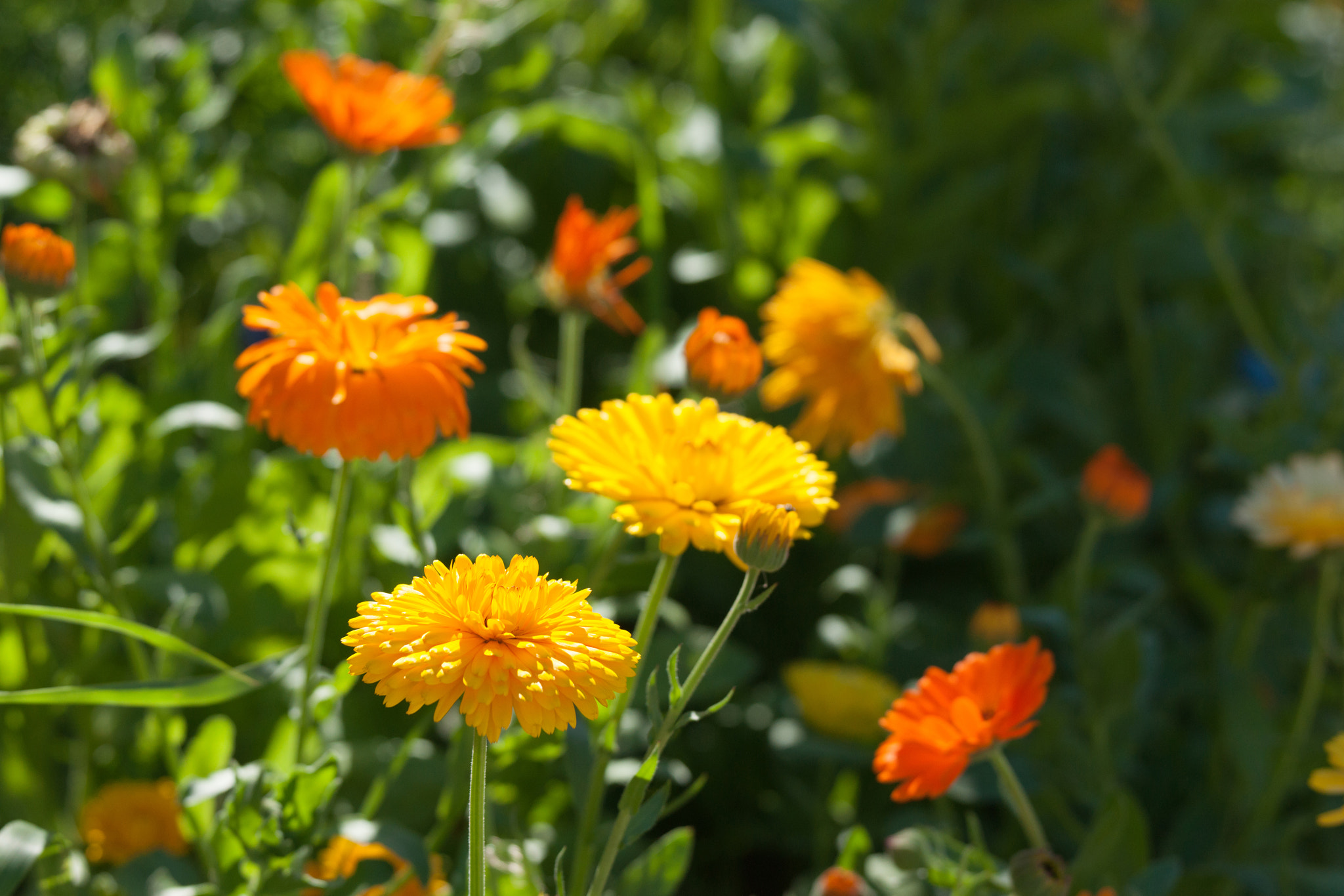 Sony 70-400mm F4-5.6 G SSM II sample photo. Yellow and orange calendula flowers photography