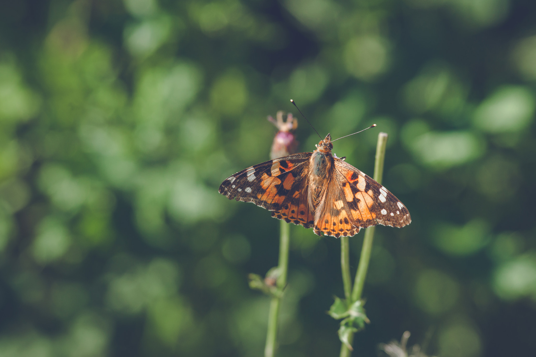 Sony 70-400mm F4-5.6 G SSM II sample photo. Vanessa cardui butterfly in orange colors photography