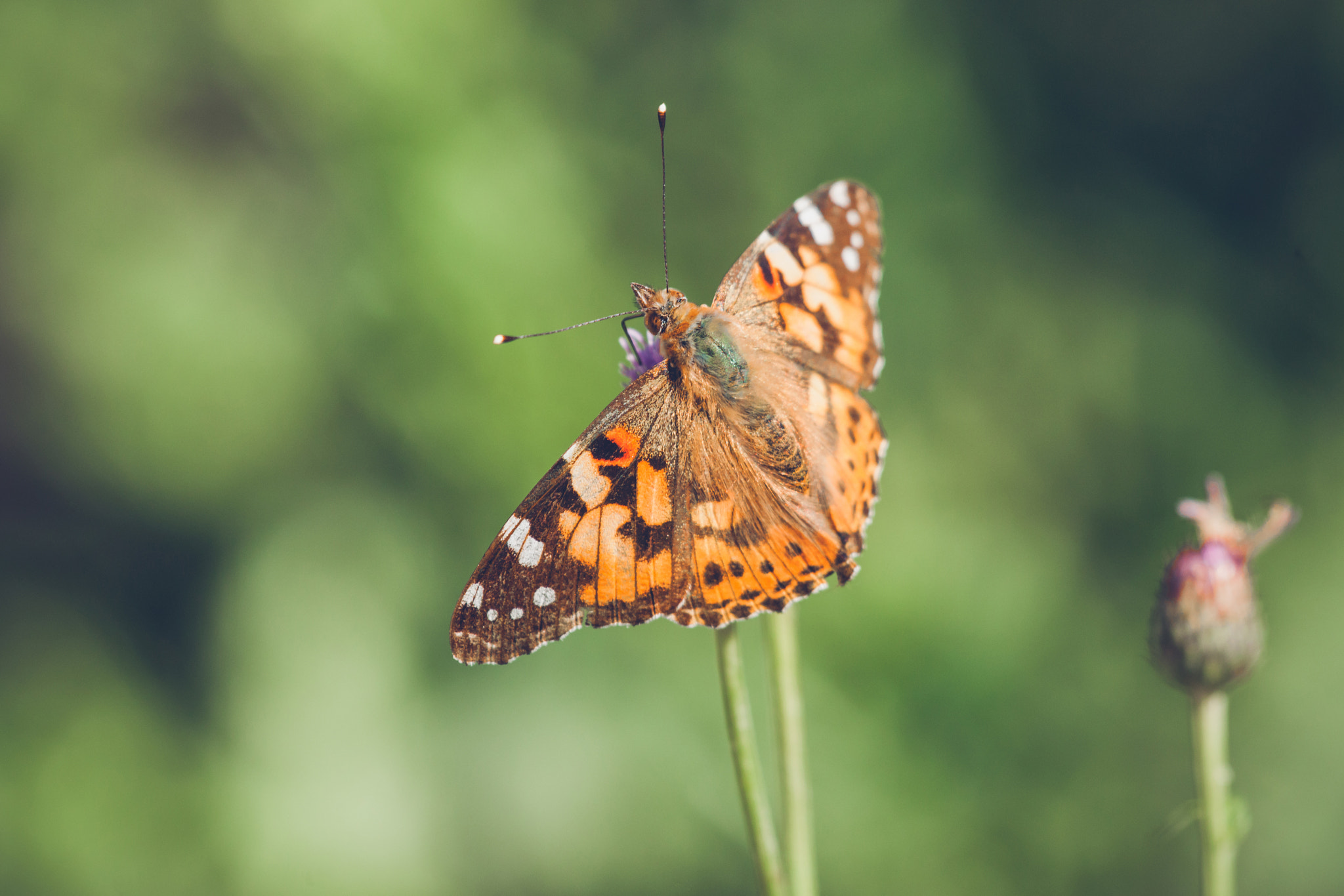 Sony 70-400mm F4-5.6 G SSM II sample photo. Orange butterfly of the species vanessa cardui photography