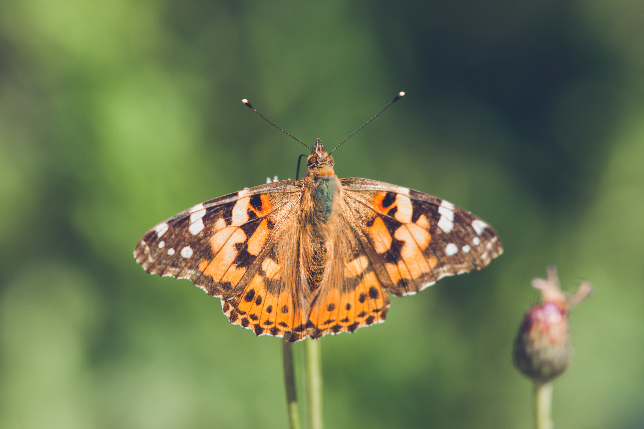 Sony 70-400mm F4-5.6 G SSM II sample photo. Butterfly in orange colors on a thistle photography