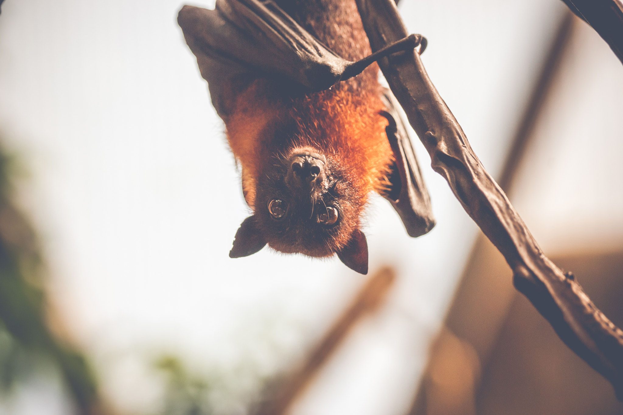 Sony 70-400mm F4-5.6 G SSM II sample photo. Bat hanging upside down photography