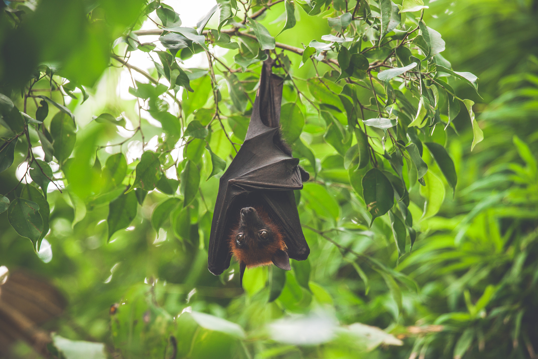 Sony 70-400mm F4-5.6 G SSM II sample photo. Bat hanging upside down in a green rainforest photography