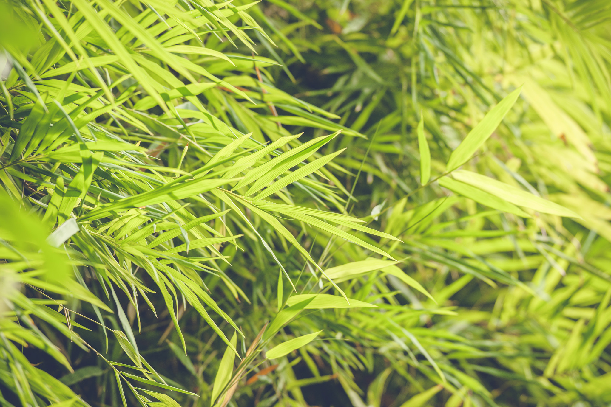 Sony 70-400mm F4-5.6 G SSM II sample photo. Bamboo leaves in a rainforest photography