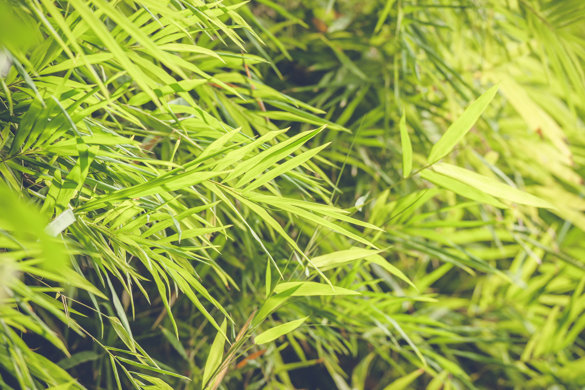 Sony Alpha DSLR-A900 + Sony 70-400mm F4-5.6 G SSM II sample photo. Bamboo leaves in a rainforest photography