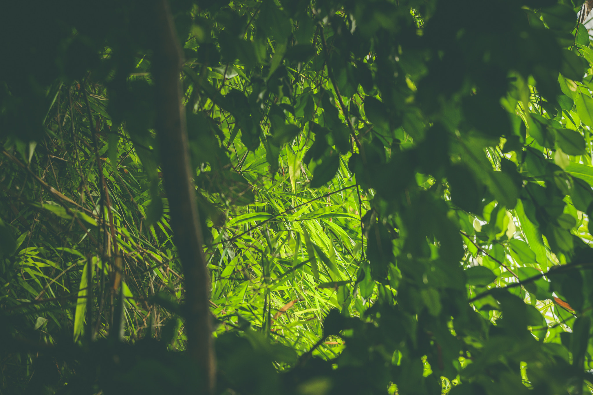 Sony Alpha DSLR-A900 + Sony 70-400mm F4-5.6 G SSM II sample photo. Rainforest with green plants and vegetation photography