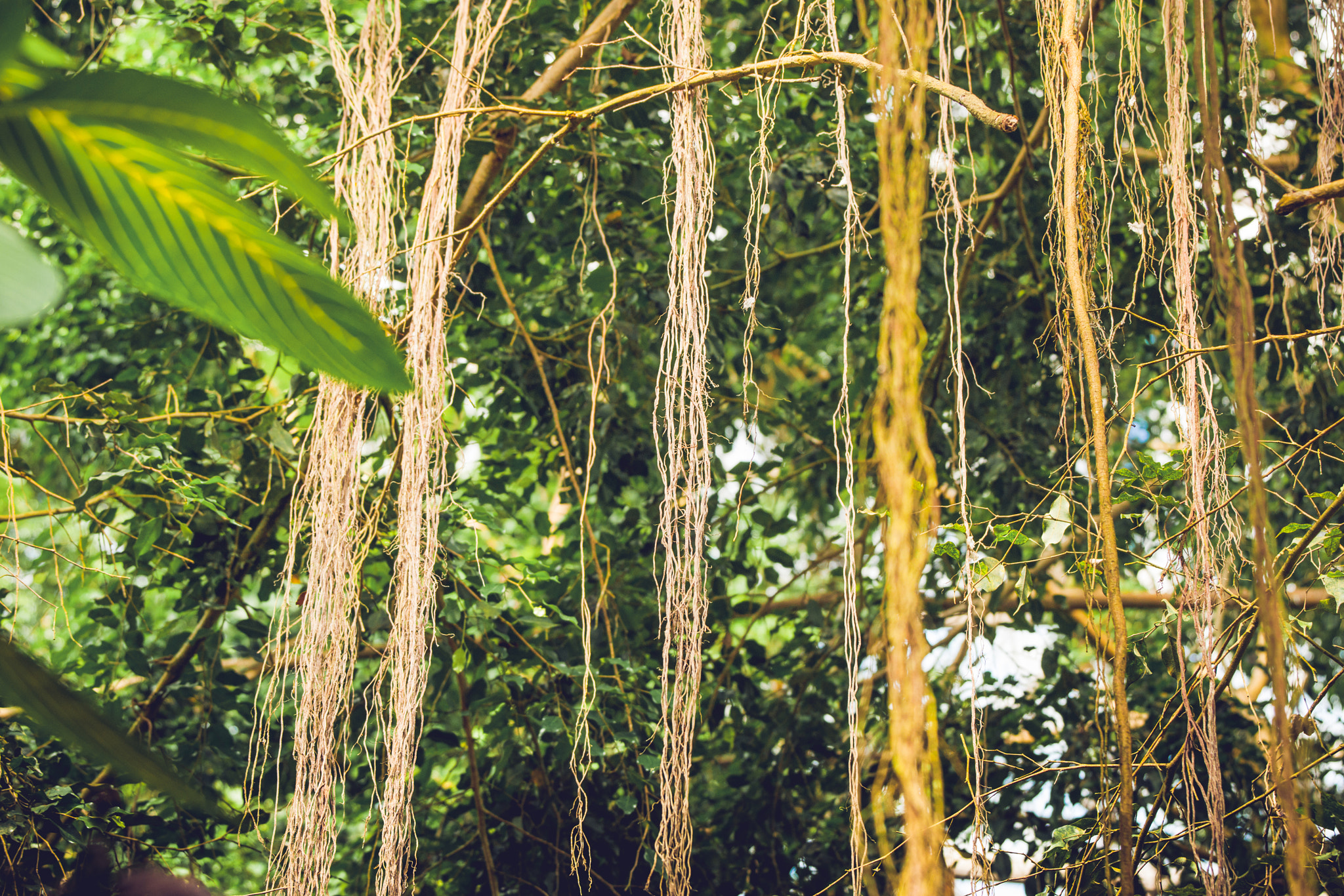 Sony Alpha DSLR-A900 + Sony 70-400mm F4-5.6 G SSM II sample photo. Lianas in a jungle with tropical vegetation photography