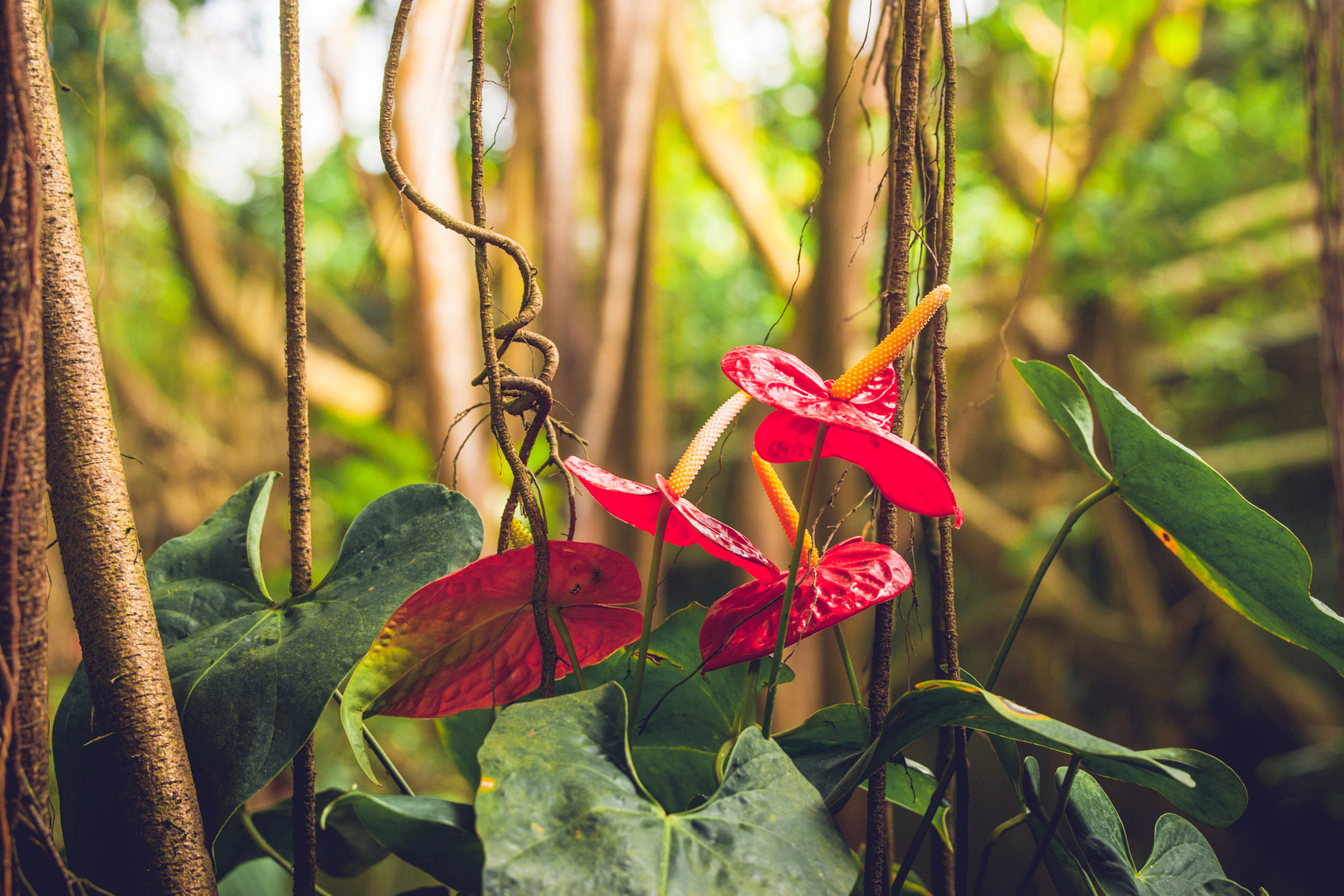 Sony 70-400mm F4-5.6 G SSM II sample photo. Anthurium flowers in a rainforest photography