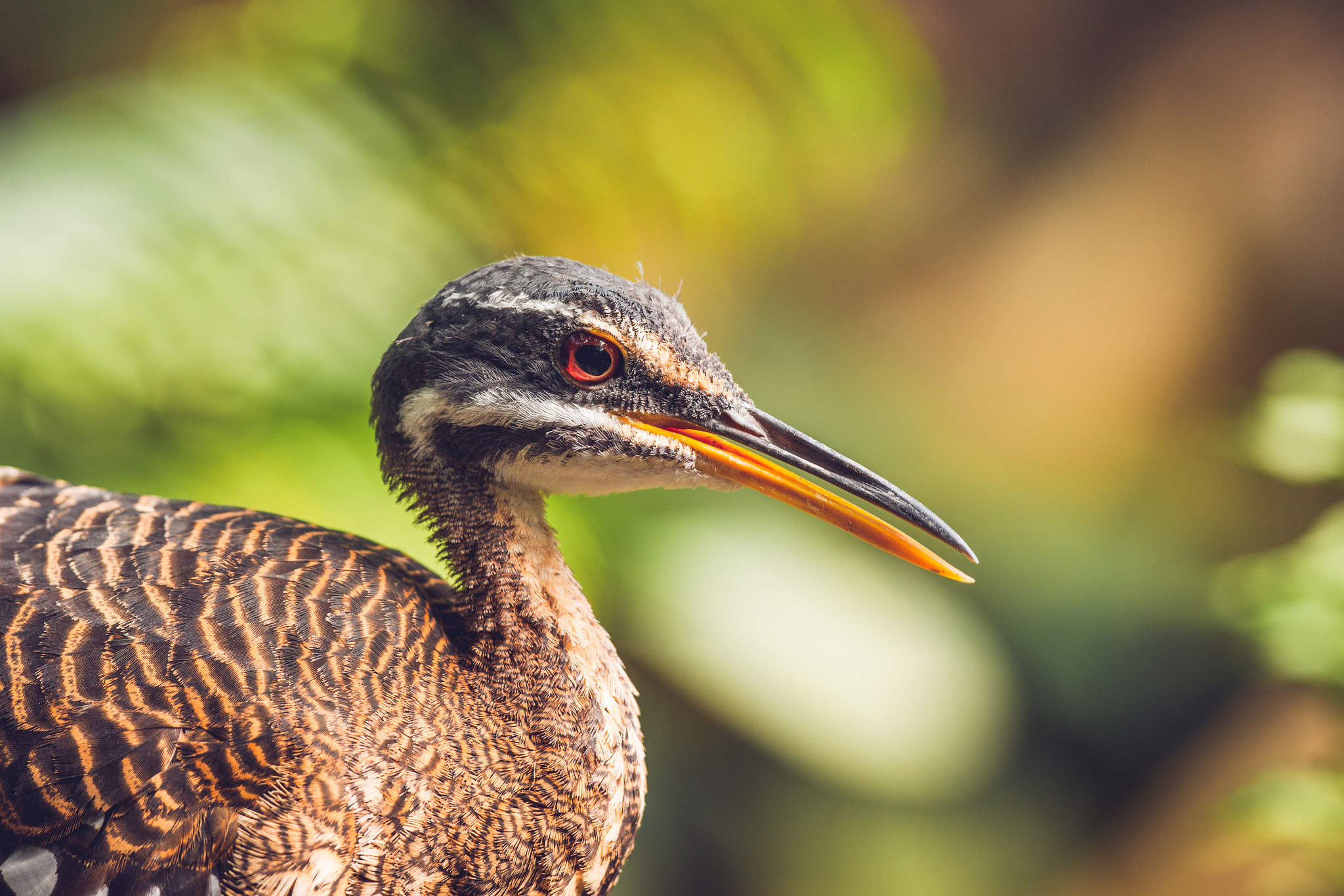 Sony 70-400mm F4-5.6 G SSM II sample photo. Close-up of a sunbittern bird in a colorful rainforest photography