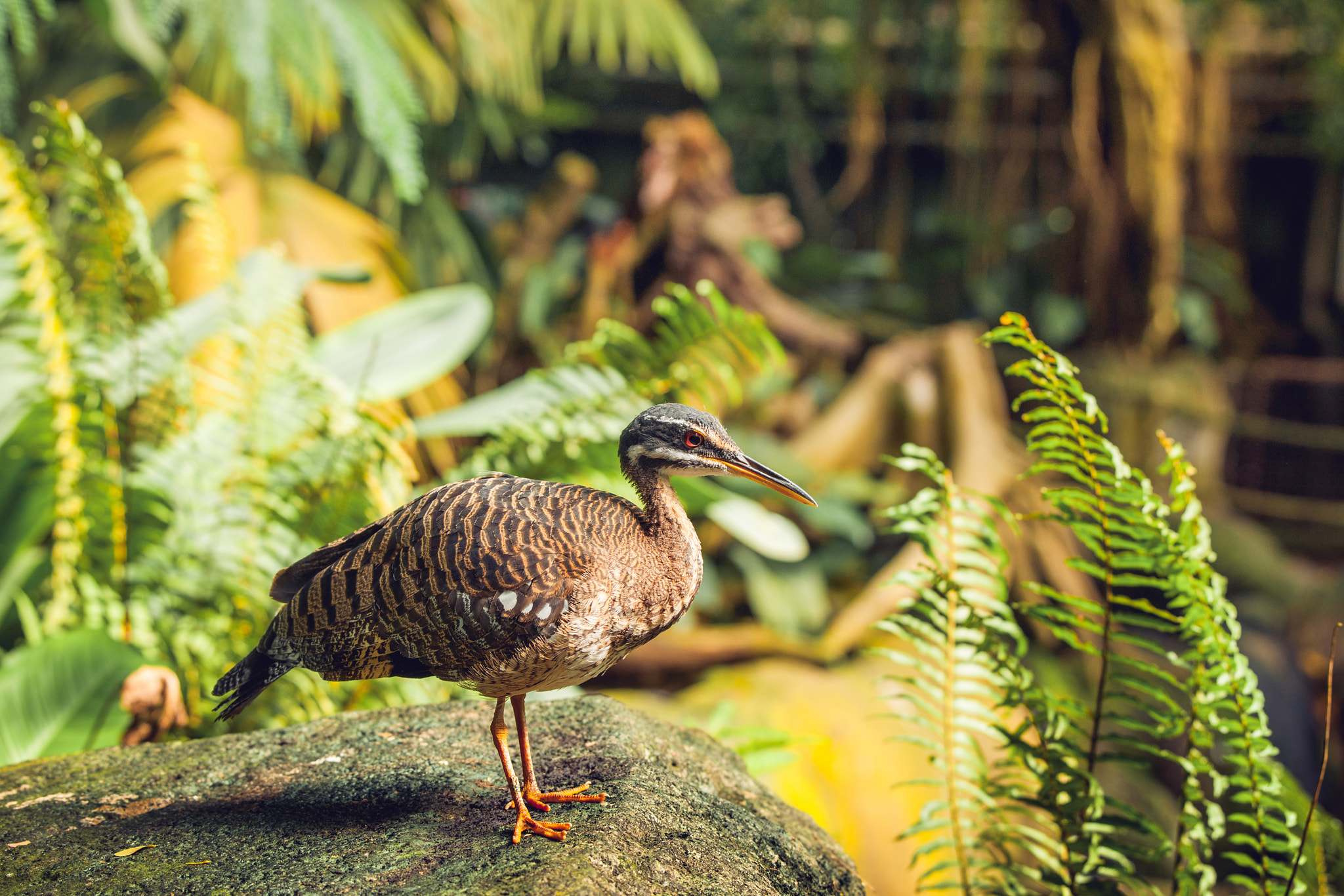 Sony 70-400mm F4-5.6 G SSM II sample photo. Sunbittern bird standing on a rock photography