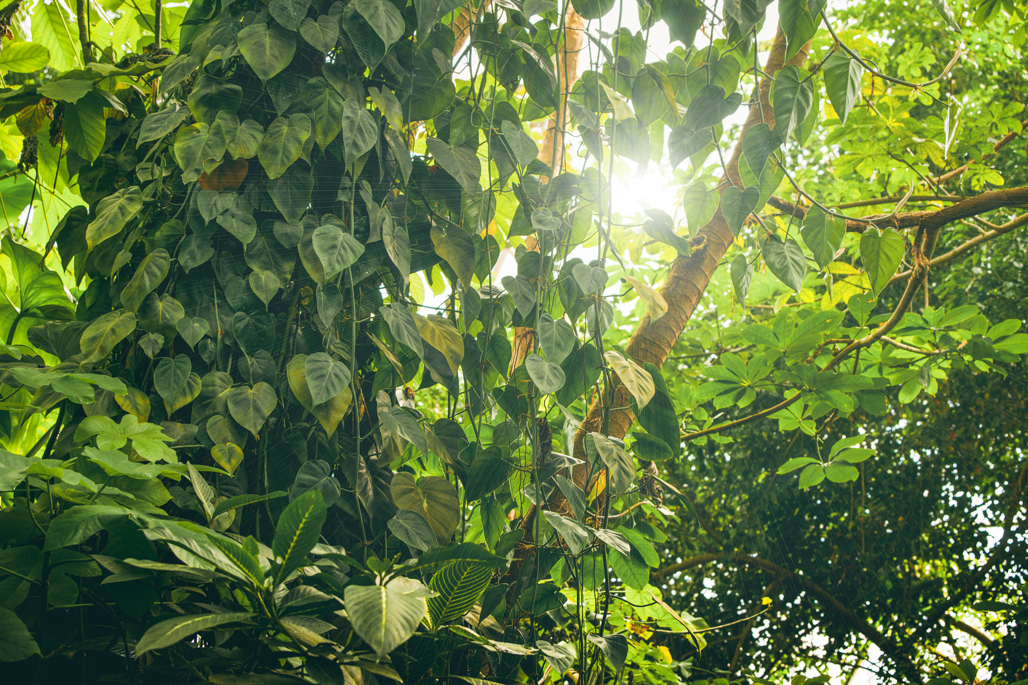 Sony 70-400mm F4-5.6 G SSM II sample photo. Rainforest with green vegetation photography