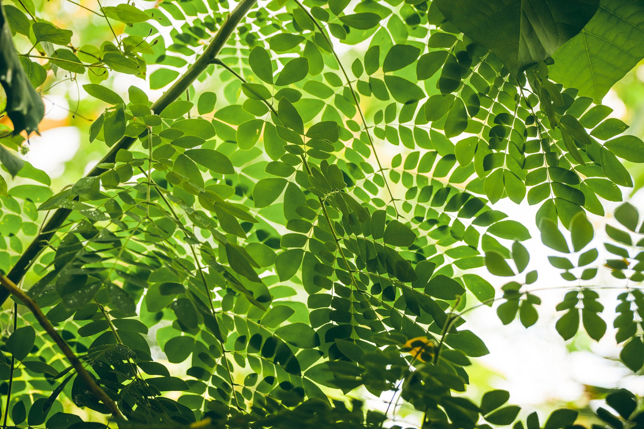 Sony Alpha DSLR-A900 + Sony 70-400mm F4-5.6 G SSM II sample photo. Tropical vegetation with green leaves photography