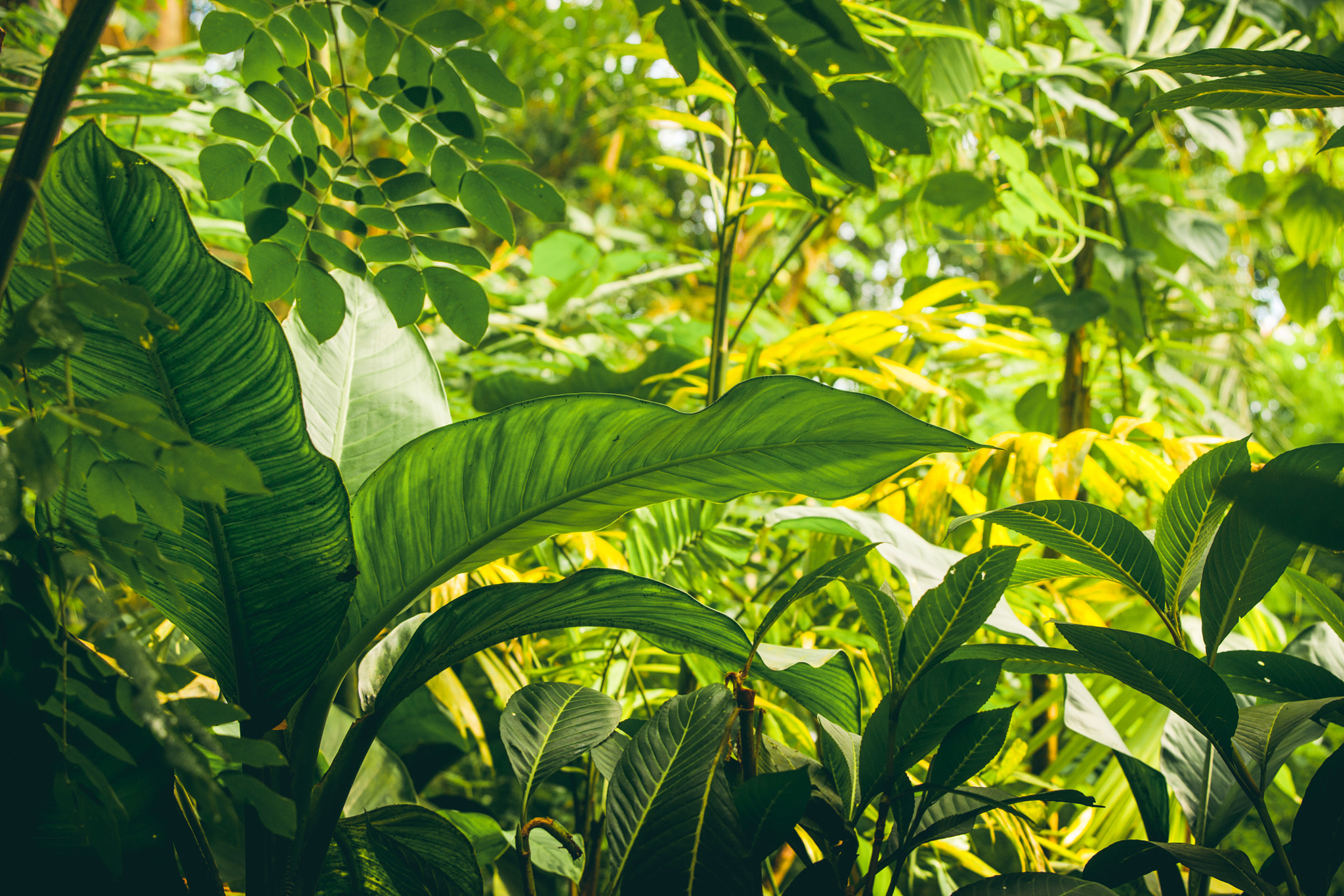 Sony Alpha DSLR-A900 + Sony 70-400mm F4-5.6 G SSM II sample photo. Jungle with tropical plants photography