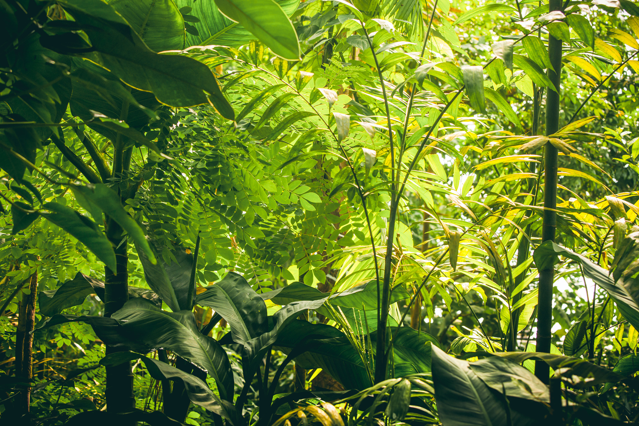 Sony Alpha DSLR-A900 + Sony 70-400mm F4-5.6 G SSM II sample photo. Tropical vegetation with green plants and trees photography