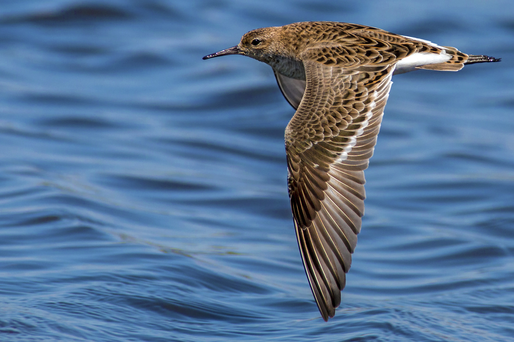 Canon EF 300mm f/2.8L + 1.4x sample photo. Wader fighter photography