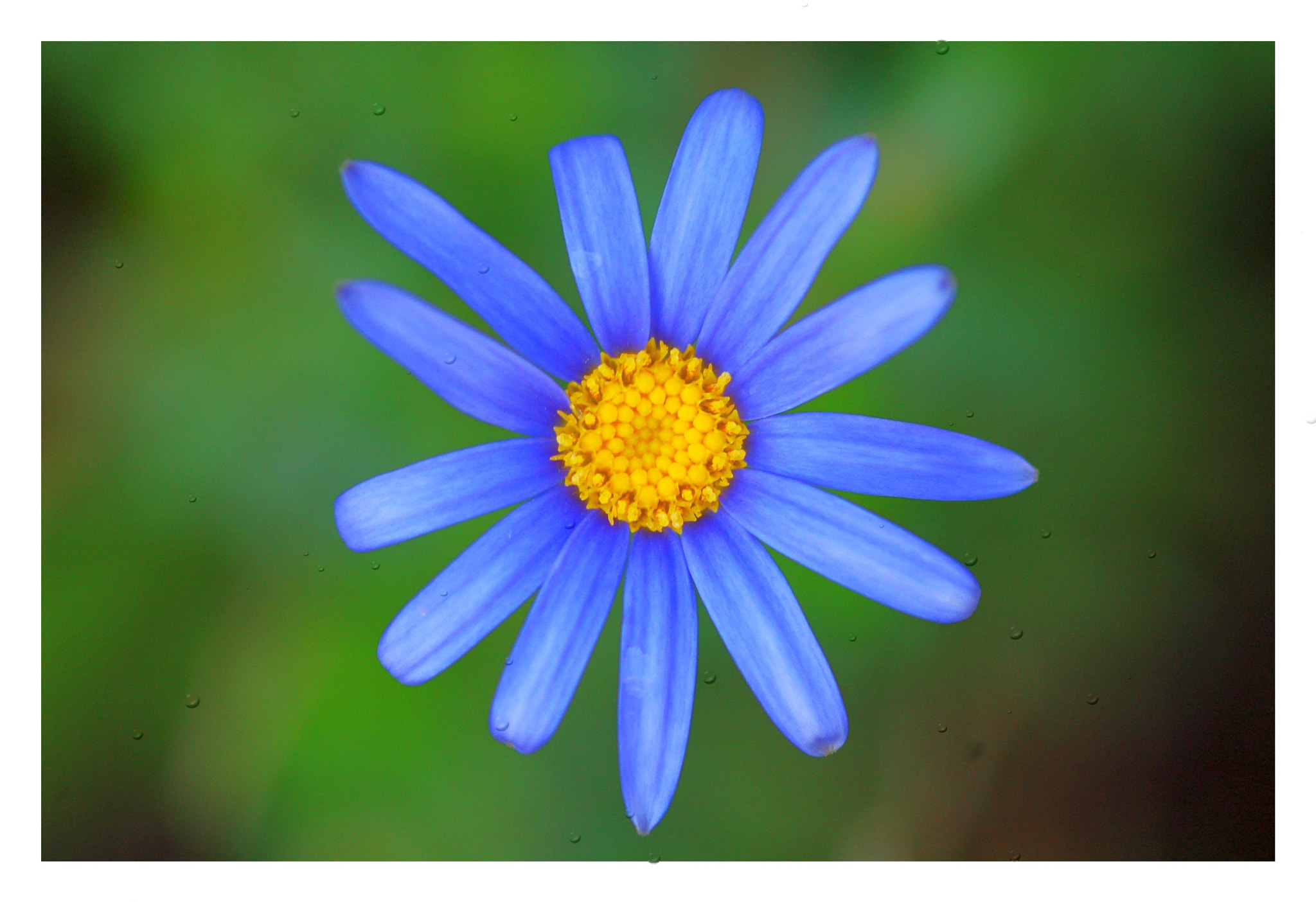 Nikon D50 + Sigma 105mm F2.8 EX DG Macro sample photo. Artistic challenge # photography