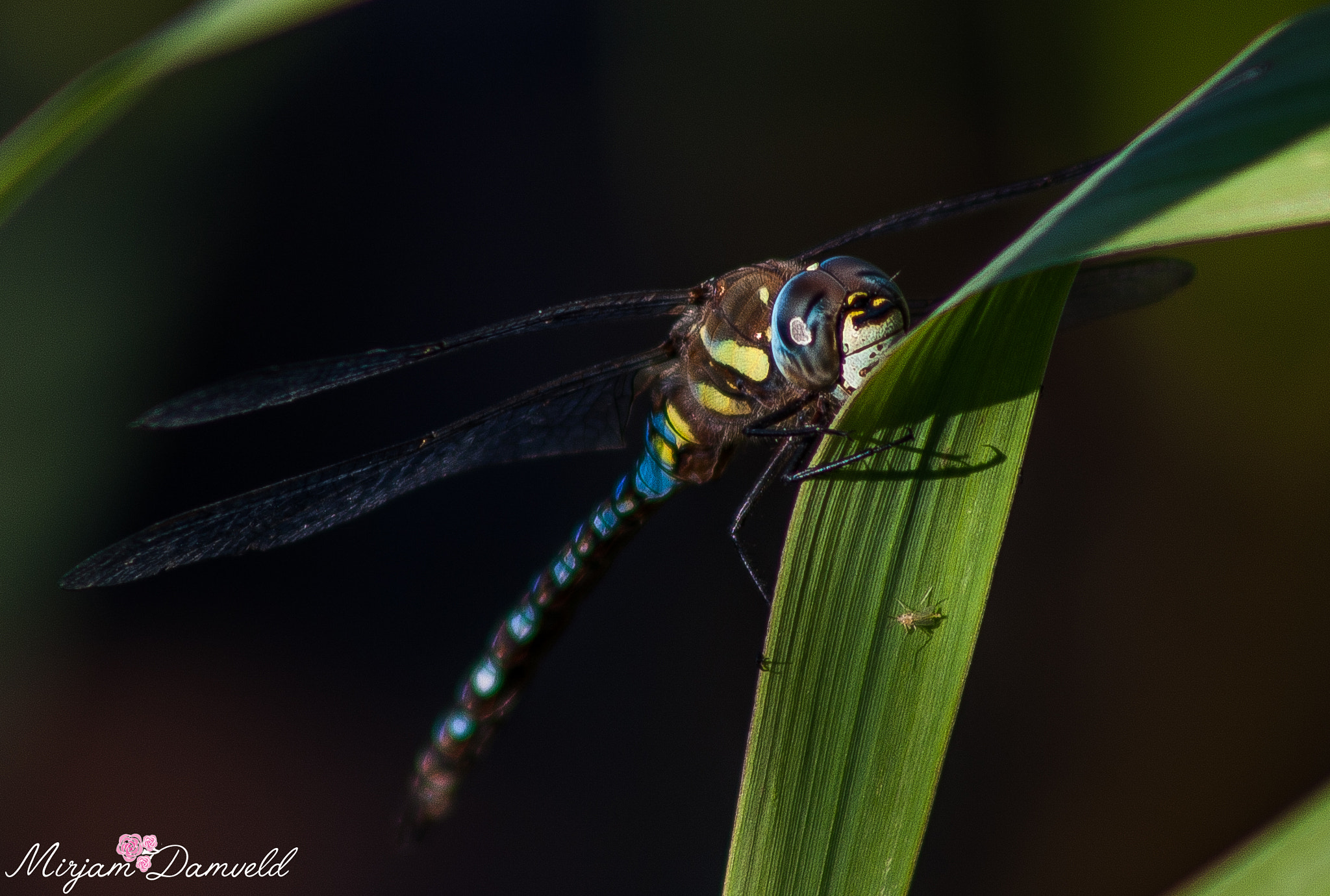 Canon EF 75-300mm f/4-5.6 USM sample photo. Img photography
