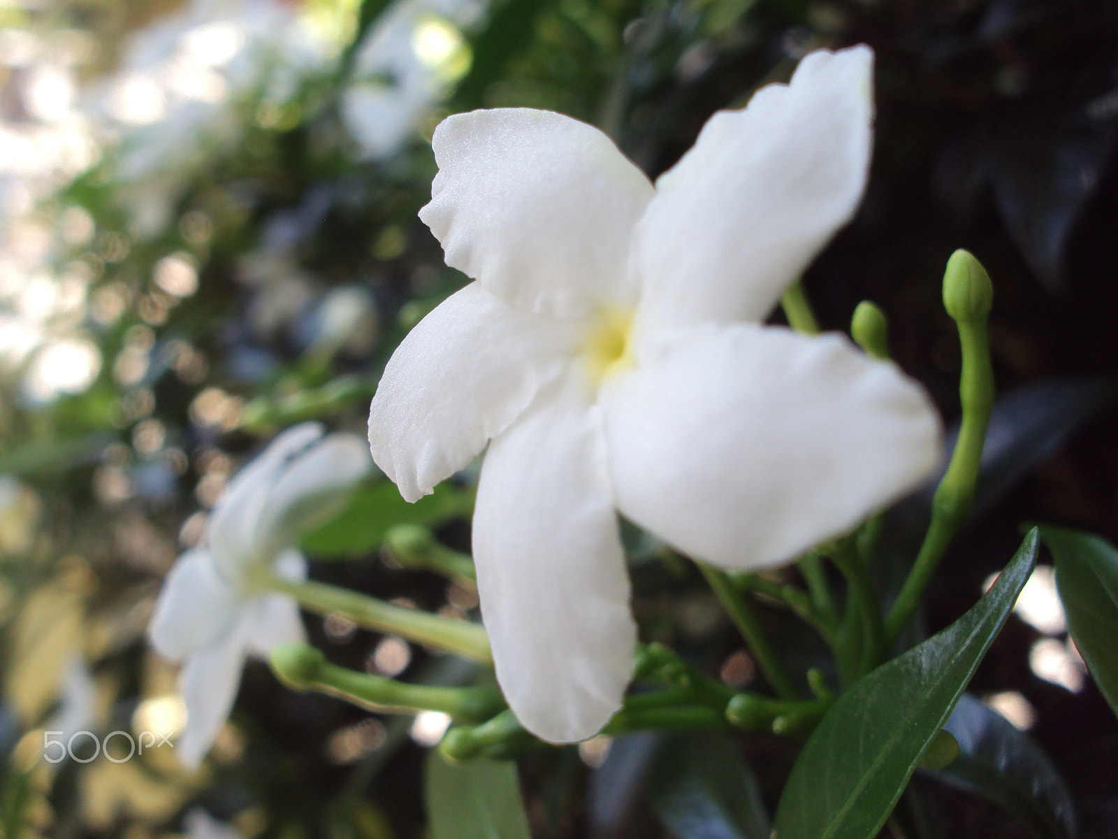 Sony Cyber-shot DSC-S930 sample photo. Flowers macro photography