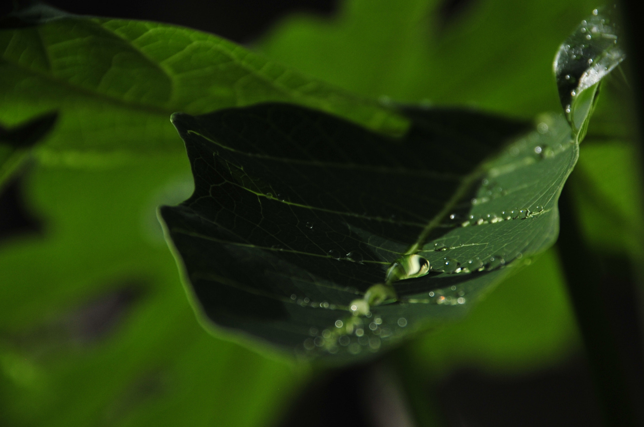 Nikon D3 sample photo. .. photography
