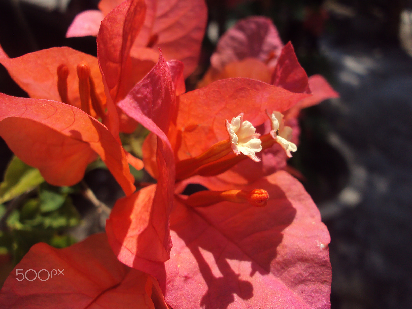 Sony Cyber-shot DSC-S930 sample photo. Flowers macro photography