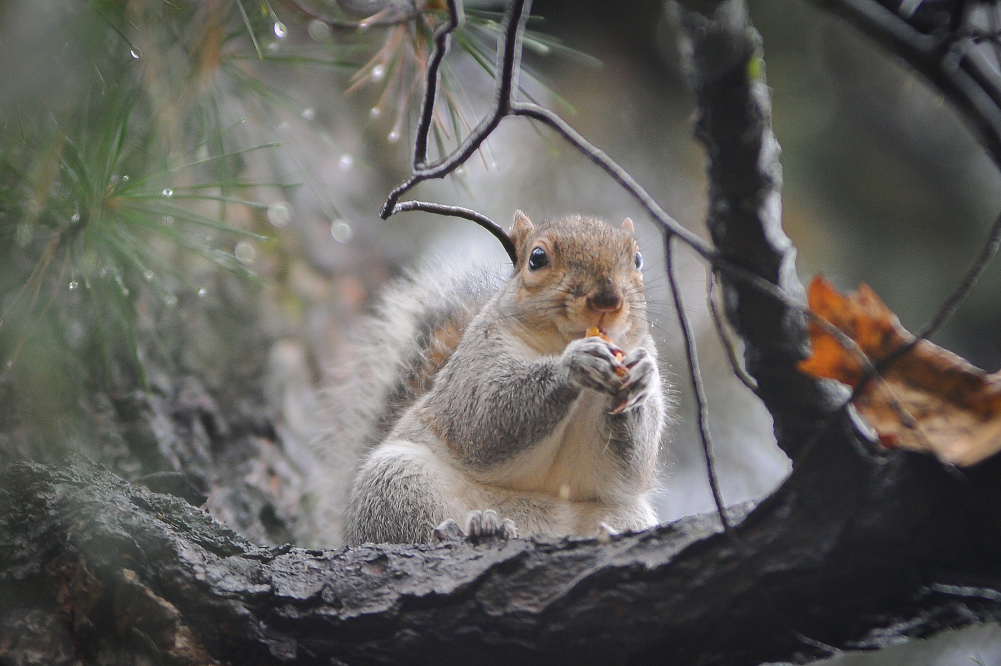Nikon AF-Nikkor 80-200mm F2.8D ED sample photo. Squirrel photography