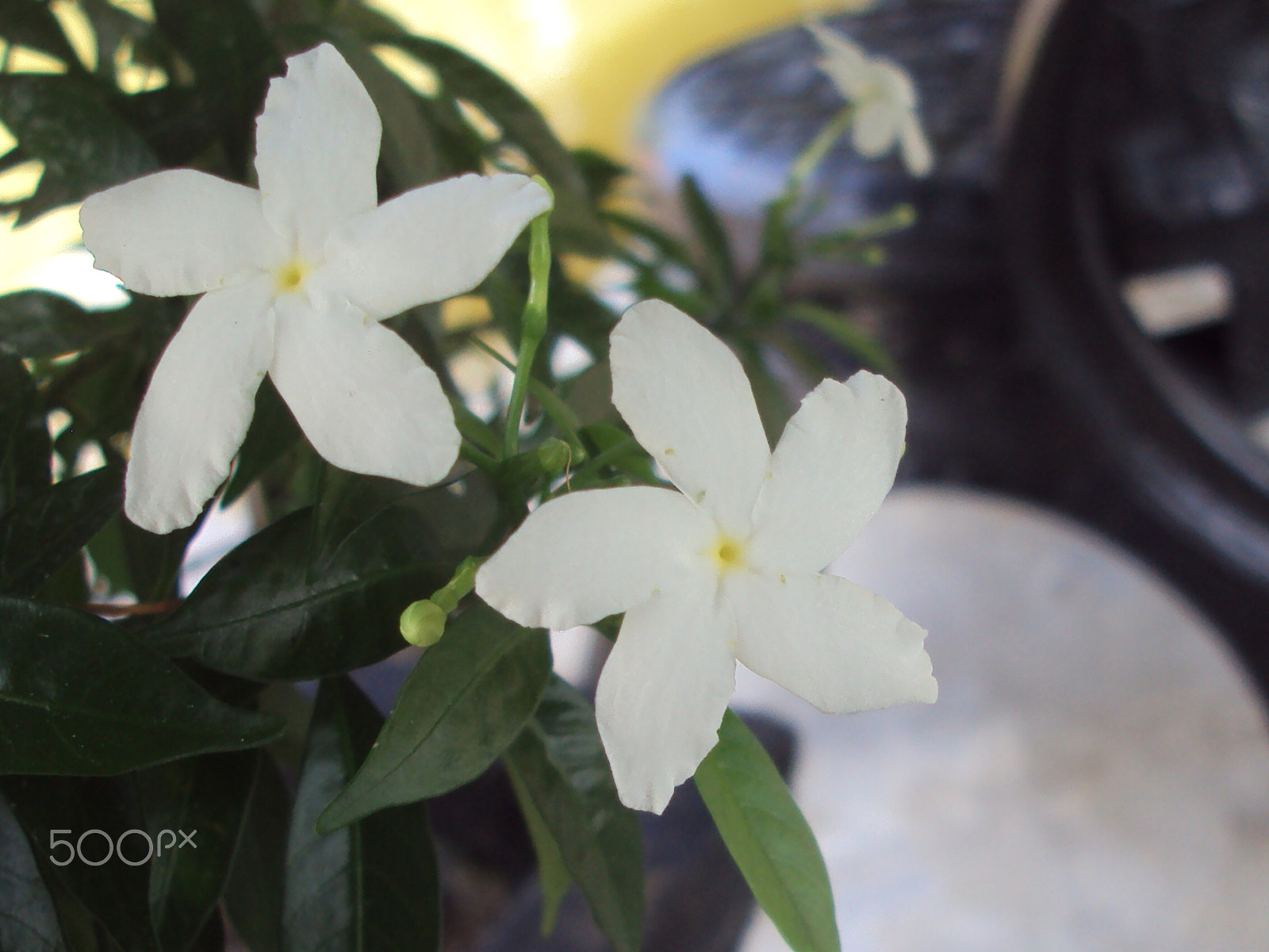 Sony Cyber-shot DSC-S930 sample photo. Flowers macro photography