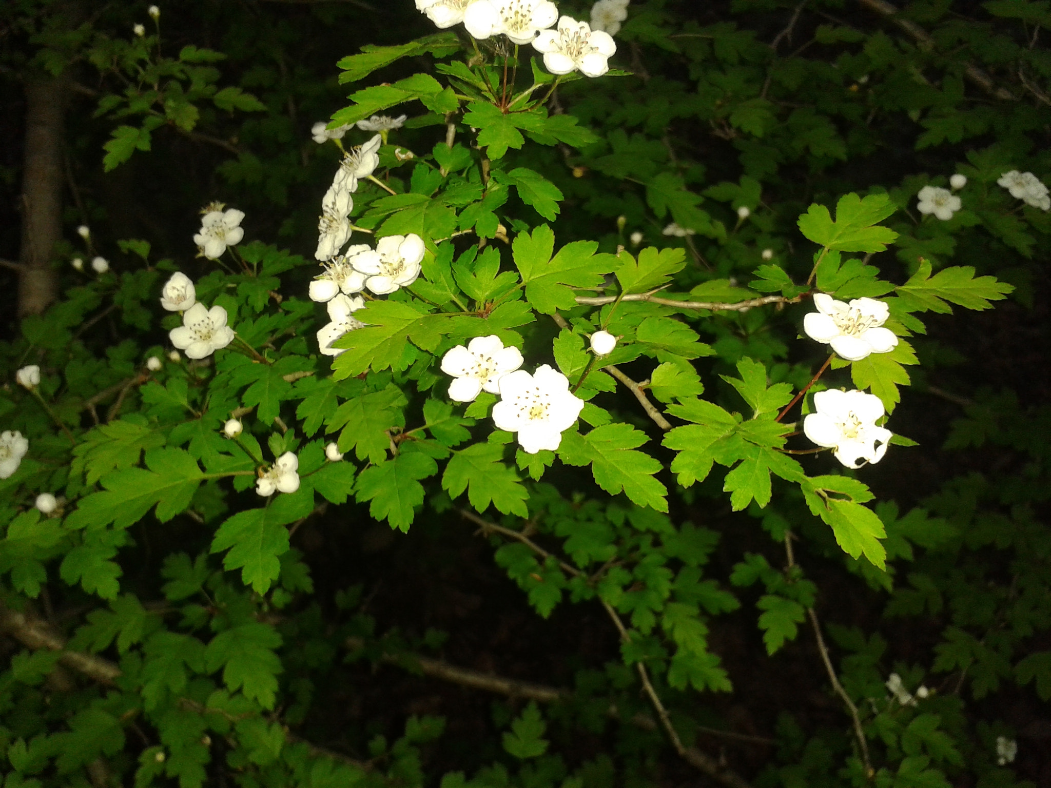 Samsung Galaxy S DUOS sample photo. Medlar flower photography
