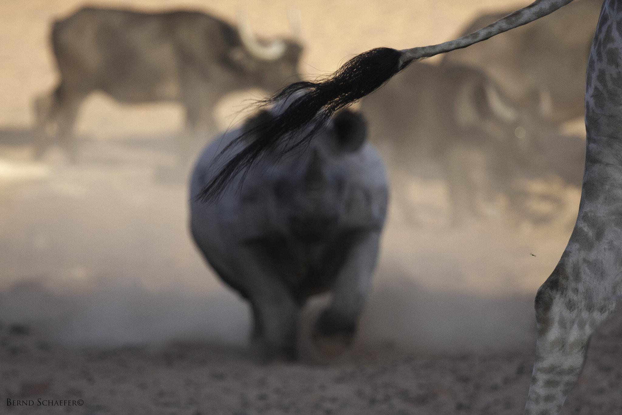 Canon EF 100-400mm F4.5-5.6L IS USM sample photo. Stress at the waterhole photography