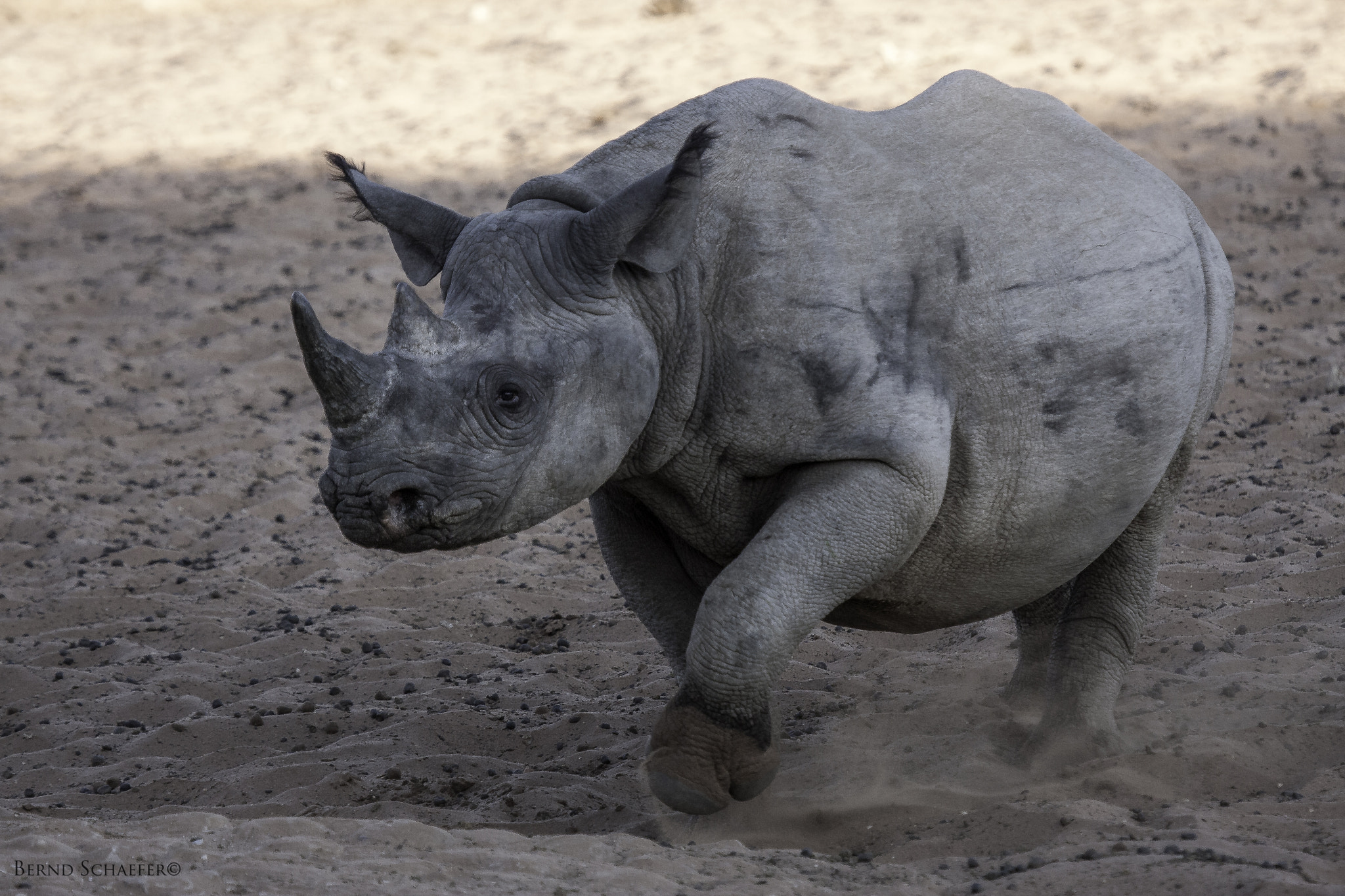 Canon EF 100-400mm F4.5-5.6L IS USM sample photo. Walking to the waterhole photography