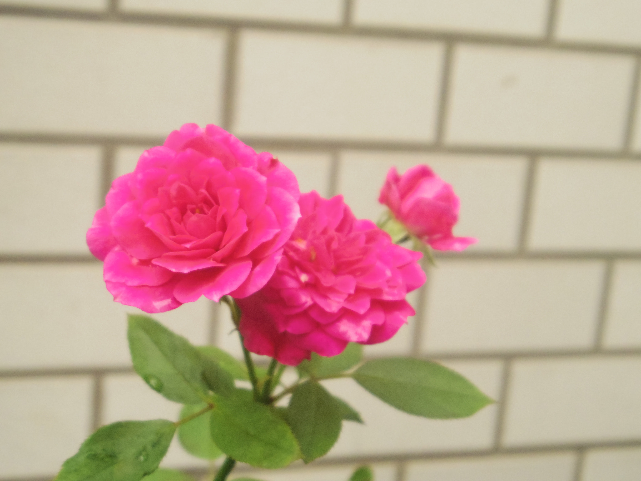 Pentax 02 Standard Zoom sample photo. Beautiful flower maybe rose photography