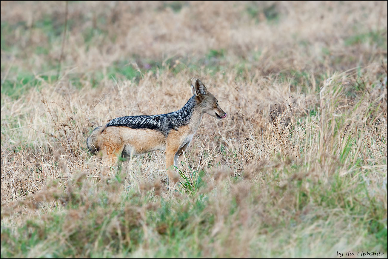 Canon EOS-1D Mark III + Canon EF 300mm F2.8L IS USM sample photo. Jackals of serengeti №7 photography