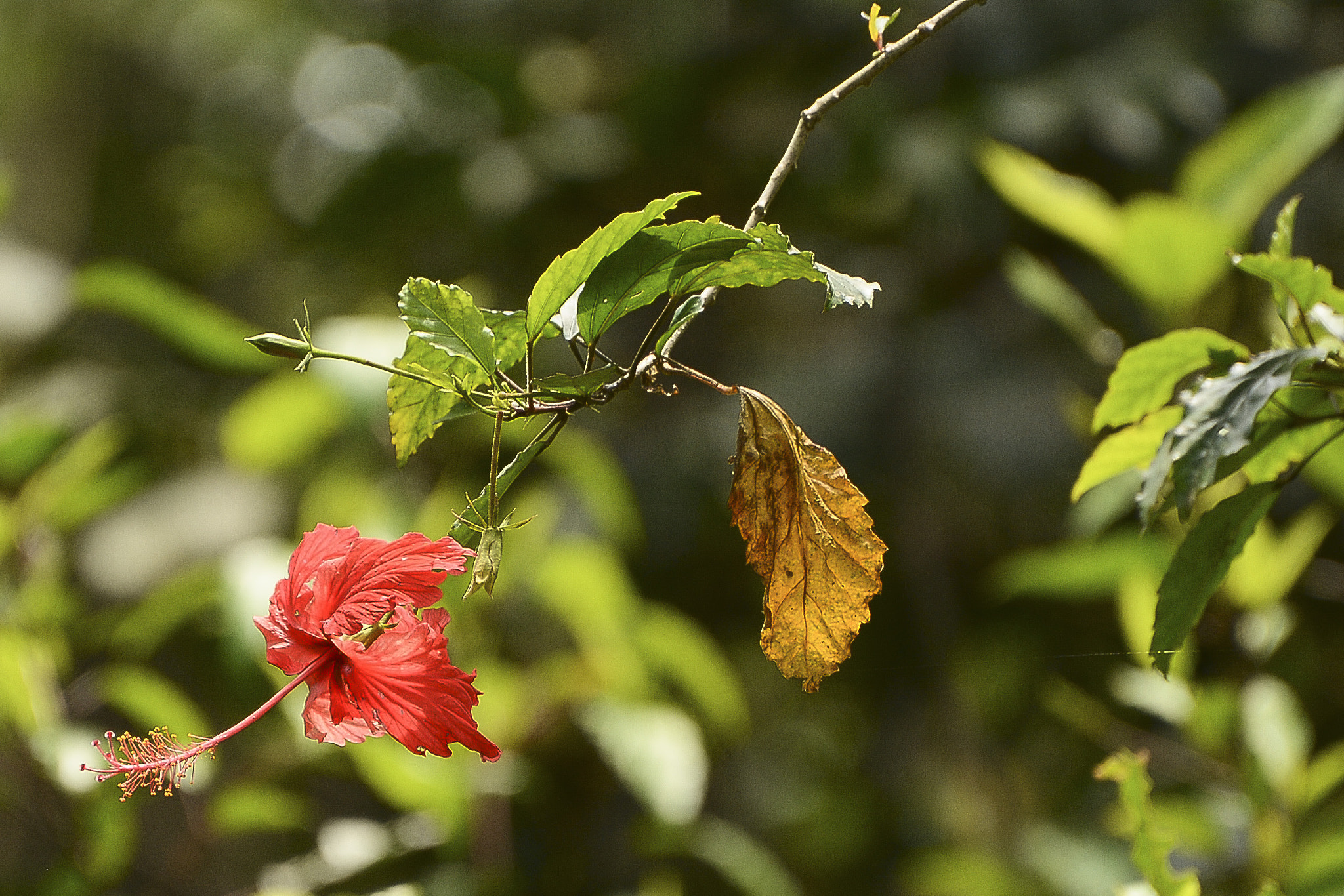 Nikon D7100 + AF Nikkor 50mm f/1.8D + 1.4x sample photo. Natureza bela e colorida. photography