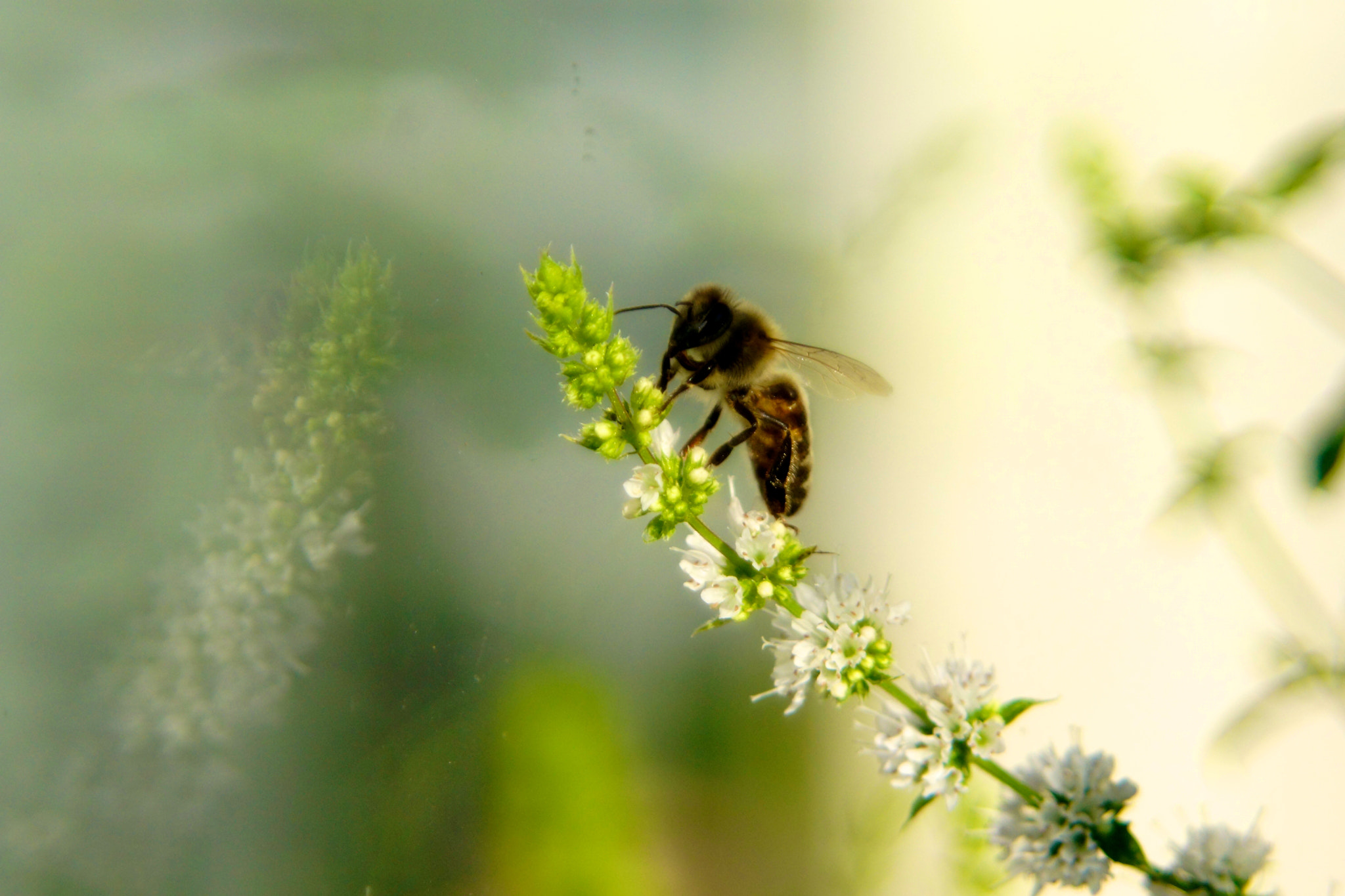 Sony SLT-A65 (SLT-A65V) sample photo. Honey in flowers photography