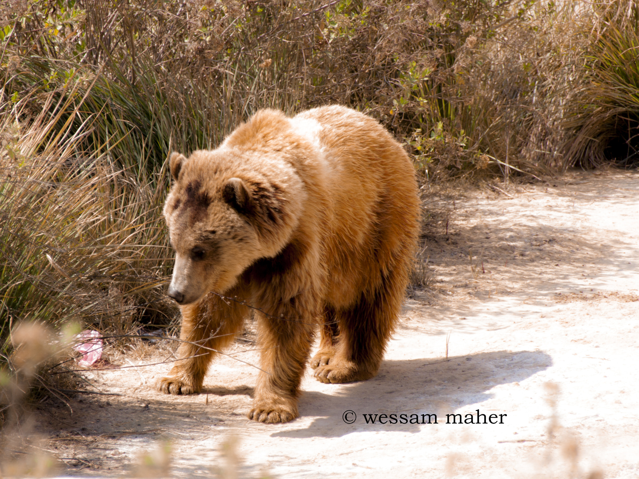 Sigma 18-250mm F3.5-6.3 DC OS HSM sample photo. Bear photography