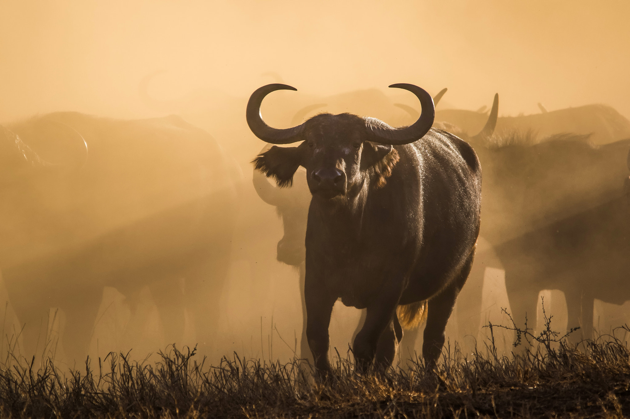 Sigma 150-500mm F5-6.3 DG OS HSM sample photo. Buffalo photography