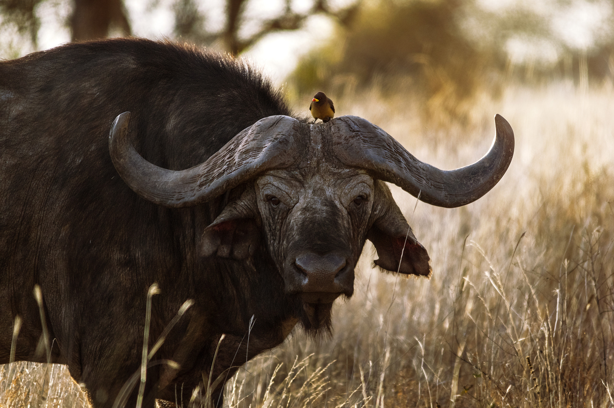 Sigma 150-500mm F5-6.3 DG OS HSM sample photo. Buffalo photography