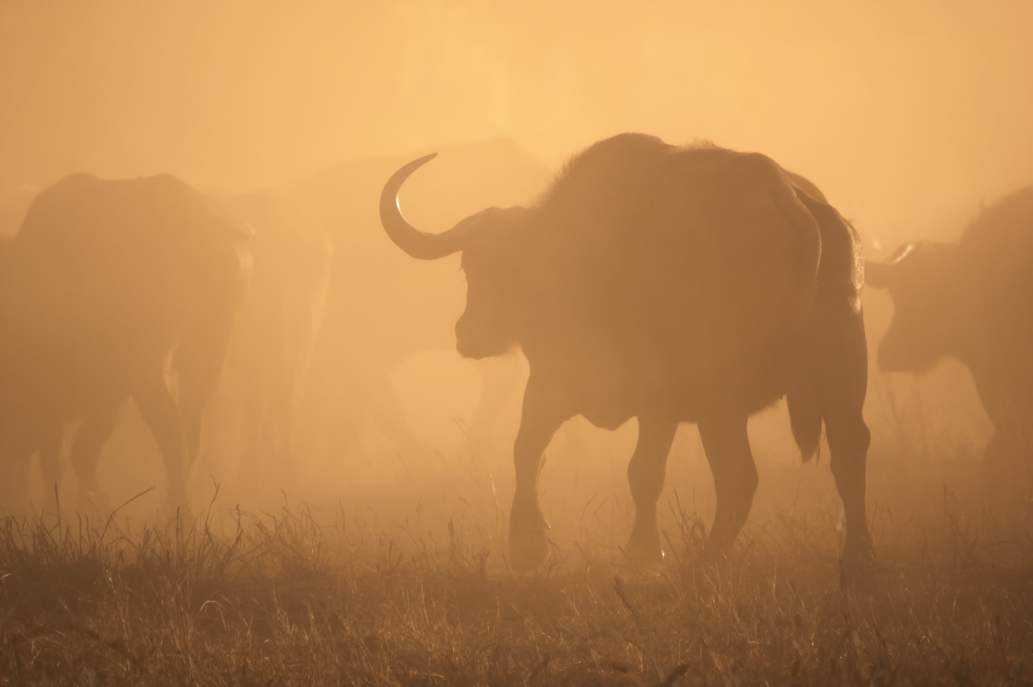 Sigma 150-500mm F5-6.3 DG OS HSM sample photo. Buffalo photography