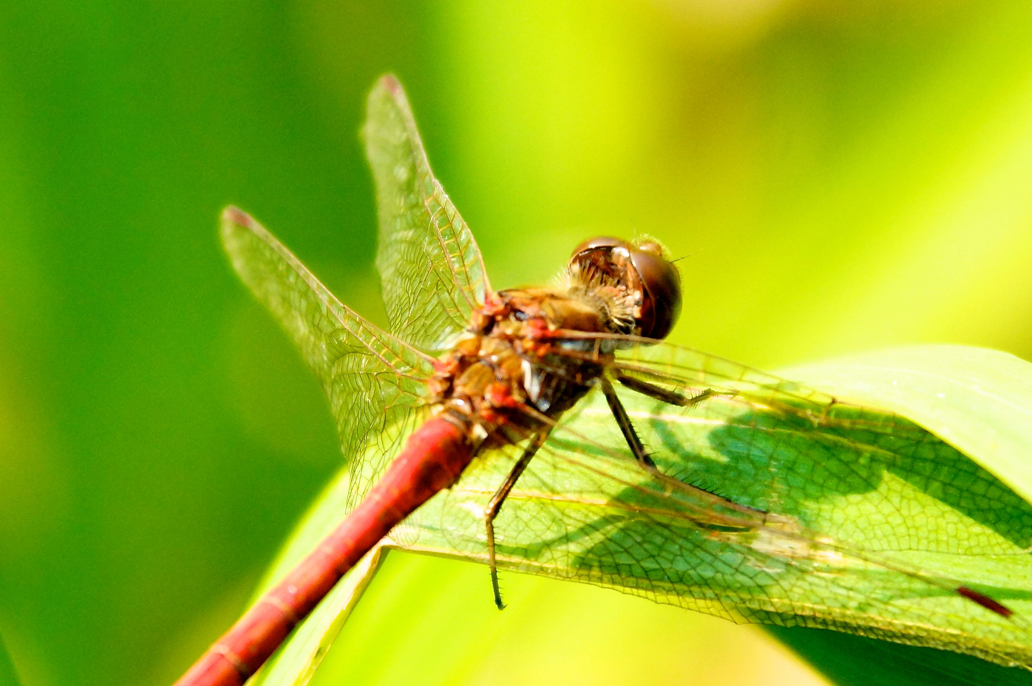 Sony SLT-A65 (SLT-A65V) sample photo. Dragonfly in leaf photography