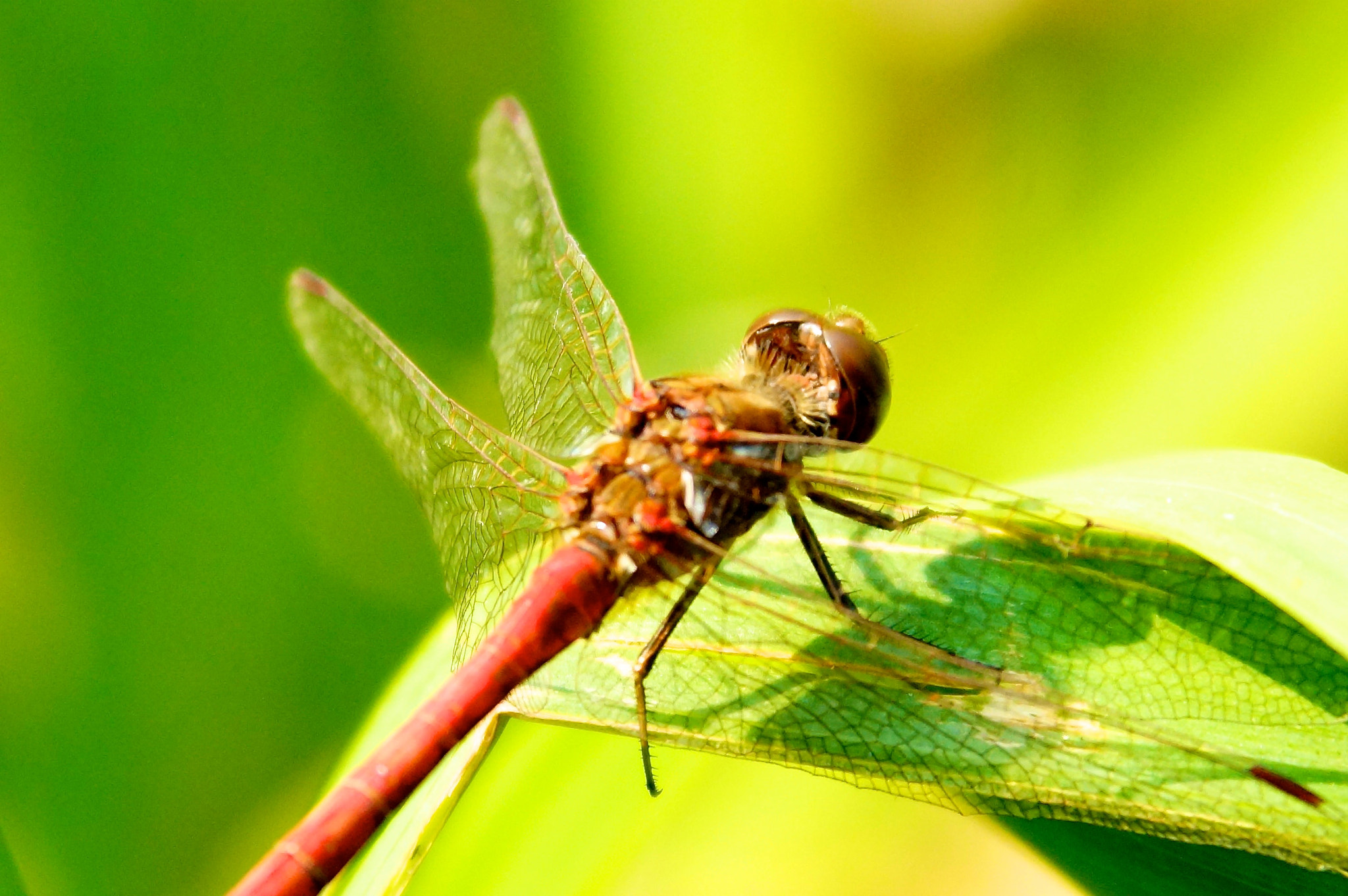 Minolta AF 28-135mm F4-4.5 sample photo. Dragonfly in leaf photography