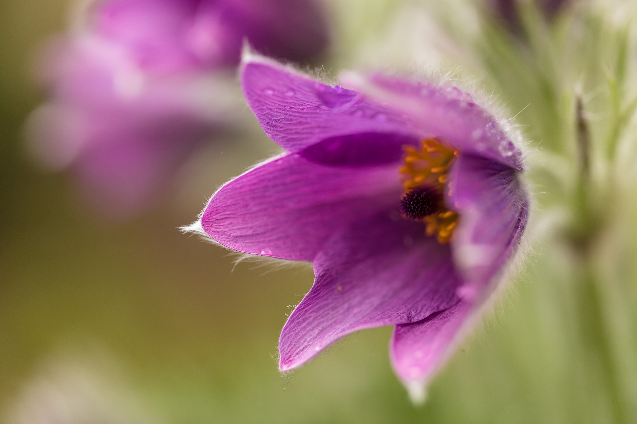 Canon EOS 6D sample photo. Gewöhnliche küchenschelle - pulsatilla vulgaris photography