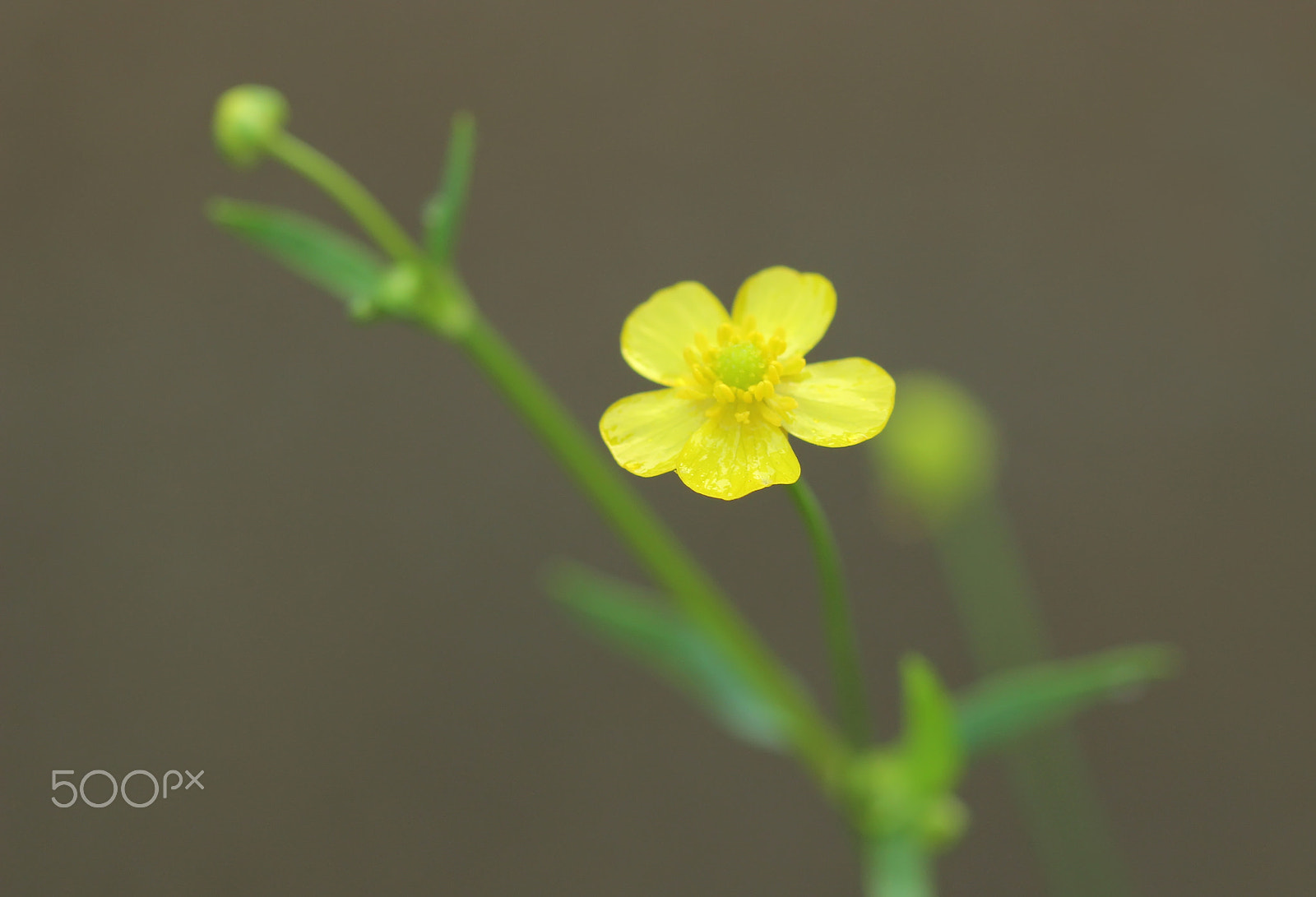 Canon EF 100mm F2.8 Macro USM sample photo