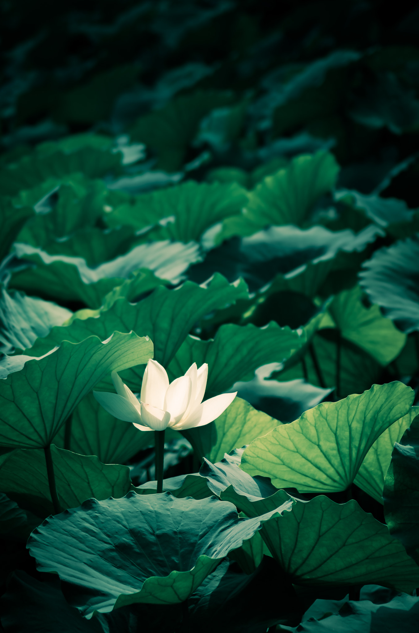 Tamron AF 70-300mm F4-5.6 Di LD Macro sample photo. 圆明园夏末荷花 photography