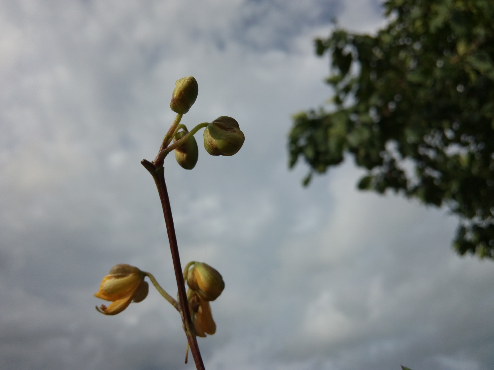 GIONEE F103 Pro sample photo