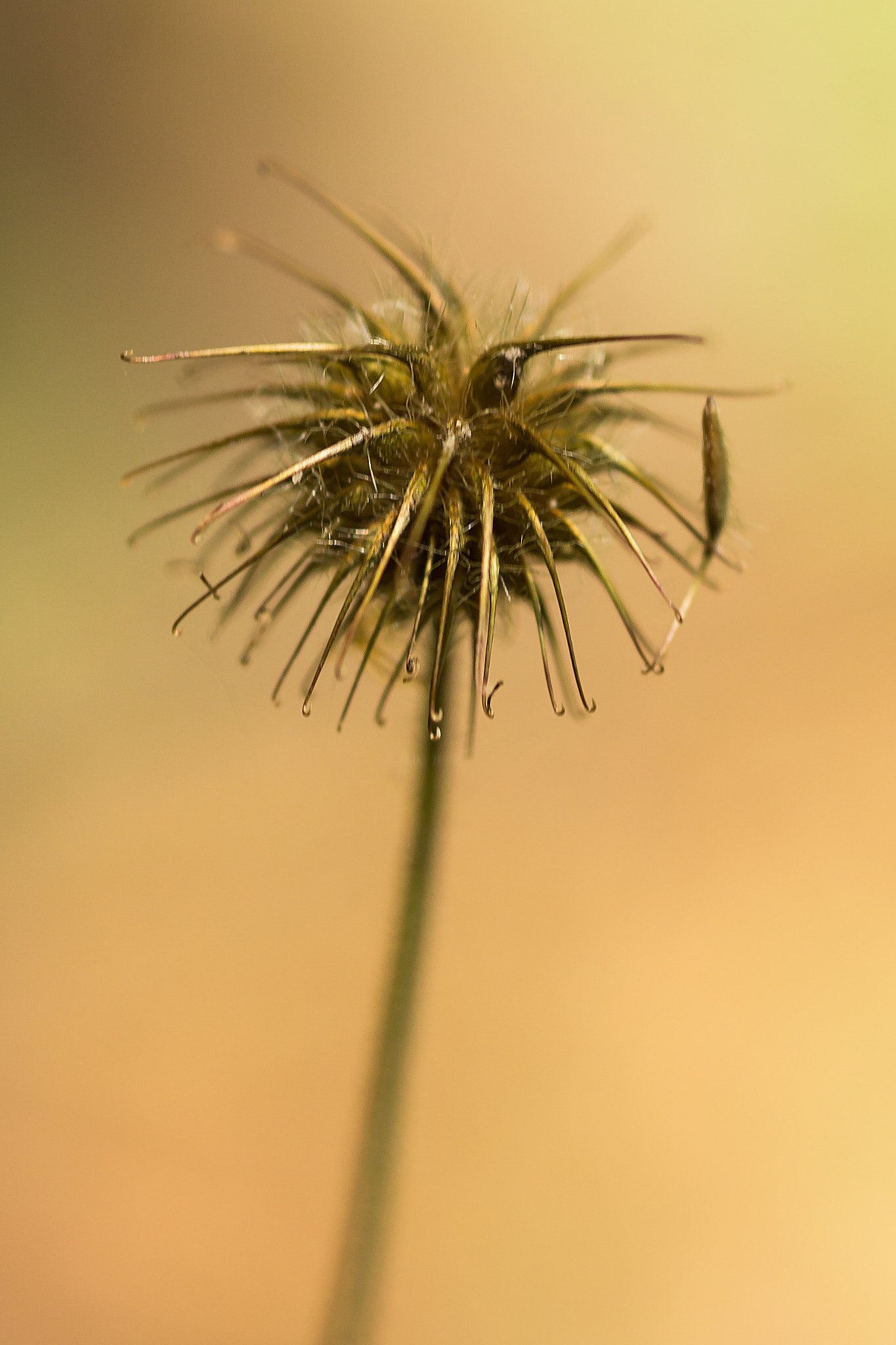 Sony SLT-A77 sample photo. Autumn photography