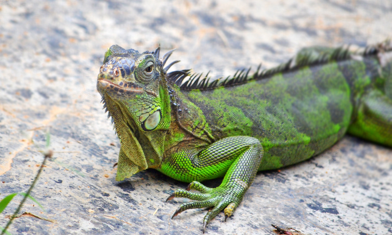 Sigma 120-400mm F4.5-5.6 DG OS HSM sample photo. Green iguana photography