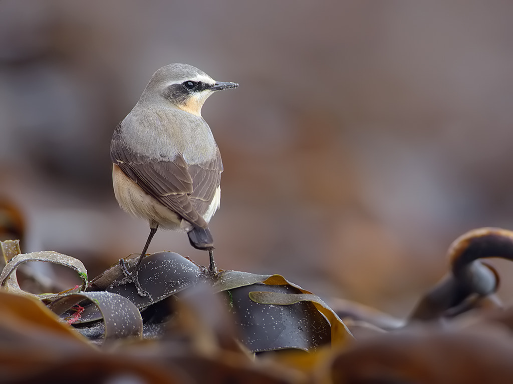 Canon EOS-1D Mark III + Canon EF 500mm F4L IS USM sample photo. Northern wheatear photography