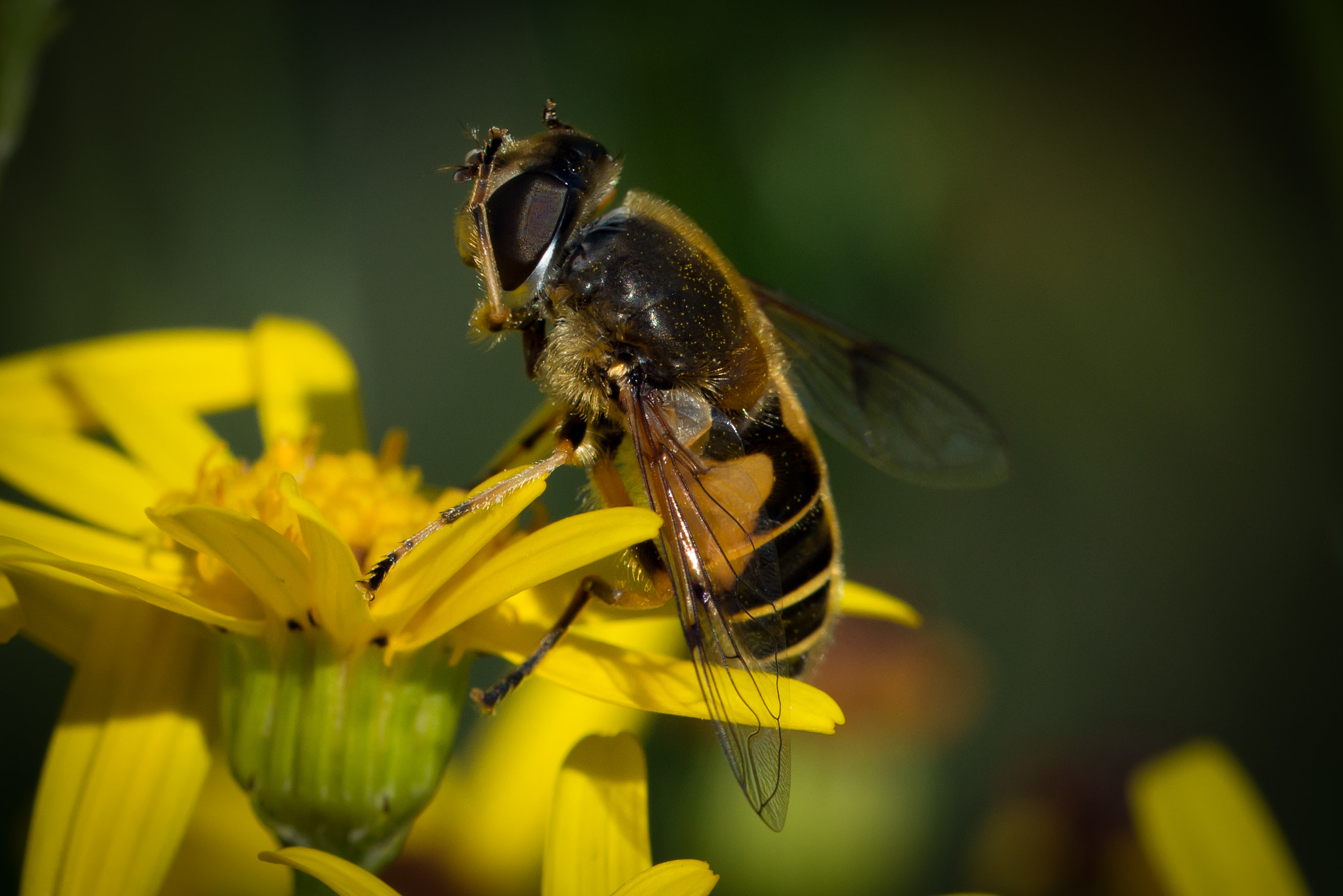 Nikon D800 + Sigma 150mm F2.8 EX DG OS Macro HSM sample photo. Little bee photography